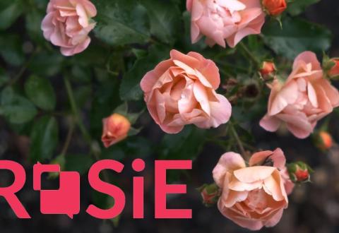 ROSiE-hankkeen logo, jonka taustalla on kuvituskuva ruususta.