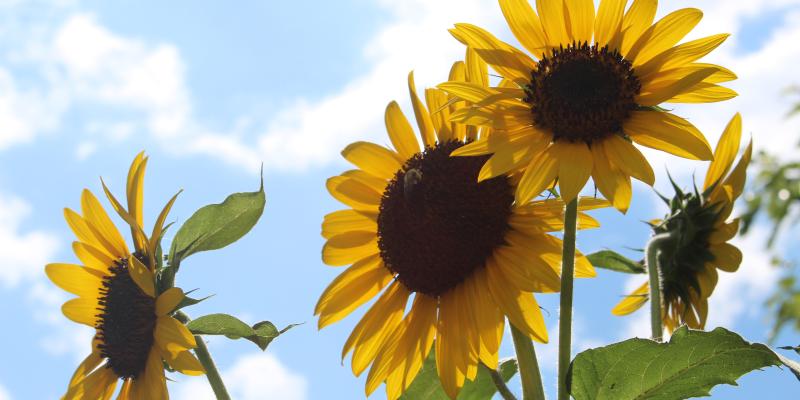 Stock photo, sunflowers and a clear sky. 