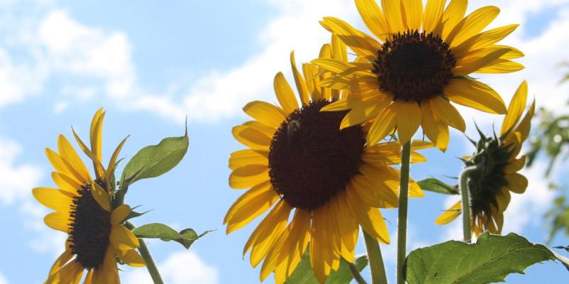 Närbild av tre solrosor mot sommarhimmel