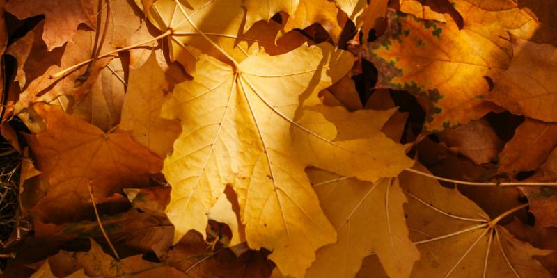 Photo by Dagmara Dombrovska: https://www.pexels.com/photo/fallen-yellow-leaves-9896251/