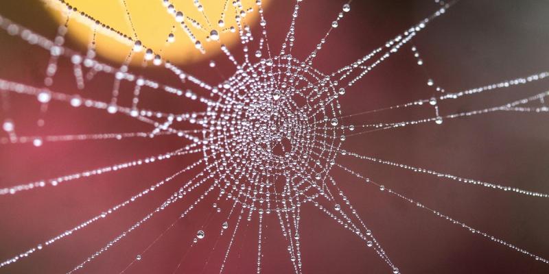 Spider web and water droplets.