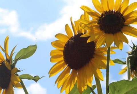 Närbild av tre solrosor mot sommarhimmel